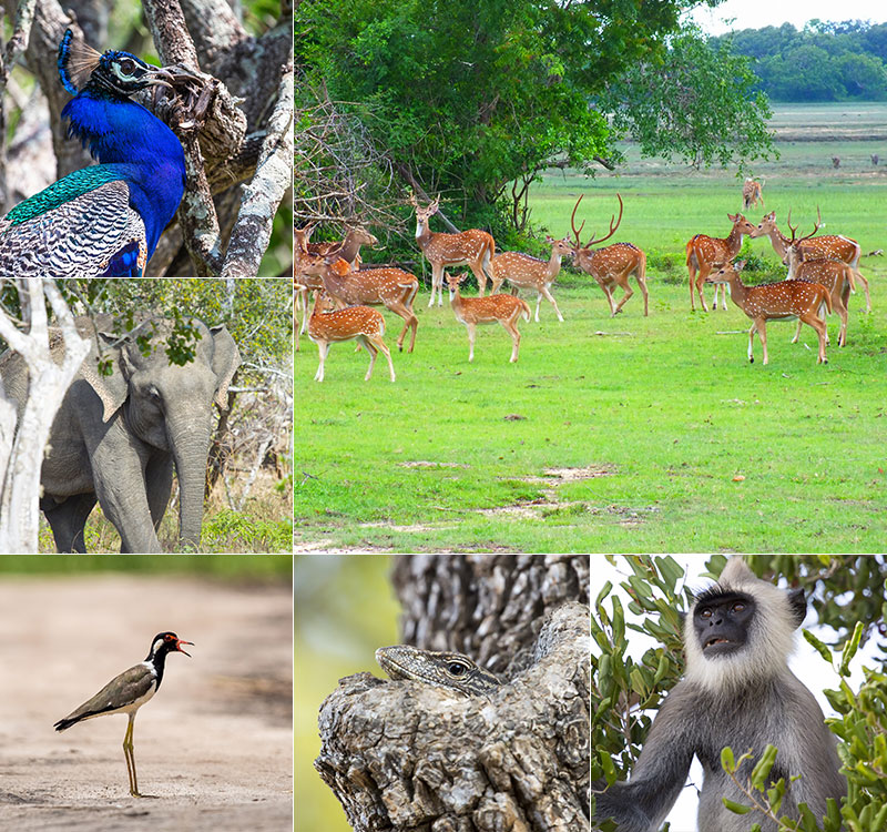 Kumana National Park